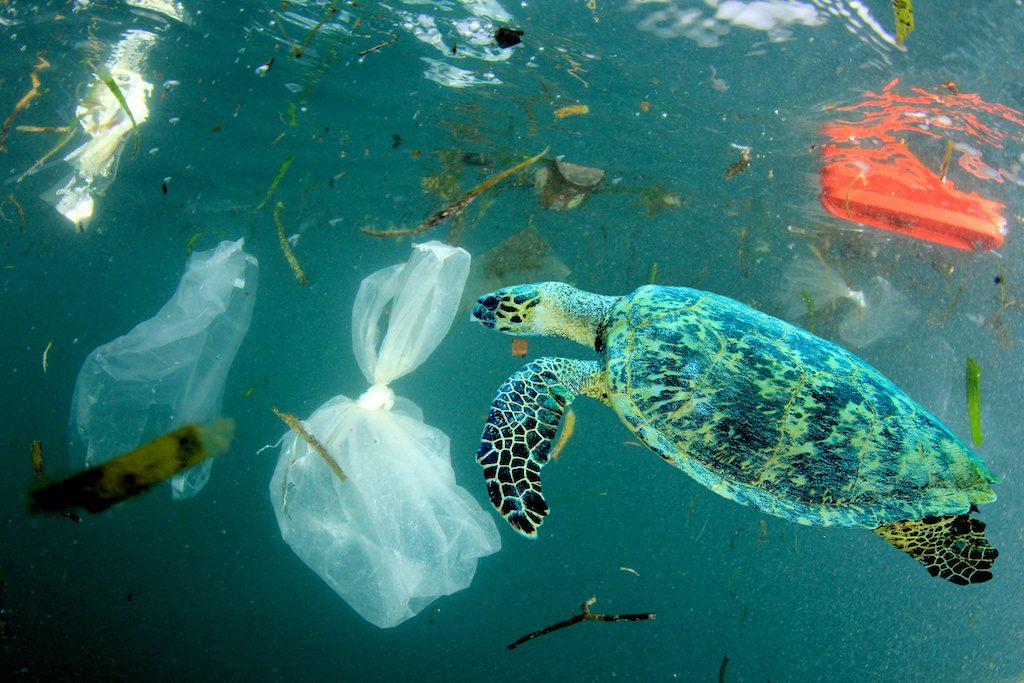 sea turtle with plastic pollution